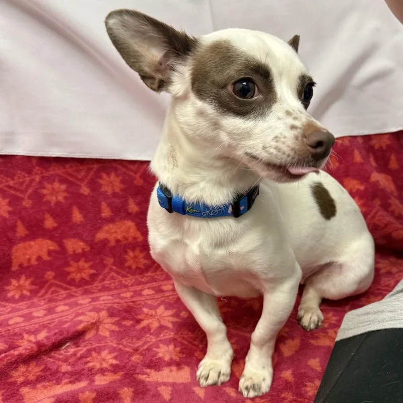 A young small-sized female White / Cream Chihuahua dog named Betsey for adoption in Houston, TX