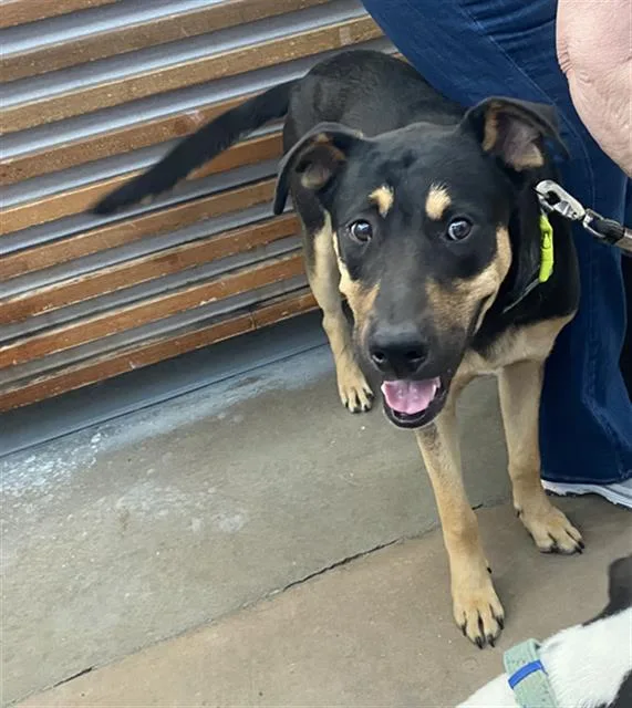 A young large-sized male Mixed Breed dog named Luke for adoption in Dallas, TX
