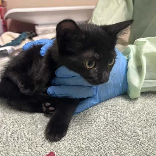 A baby small-sized female Domestic Short Hair cat named Draculaura for adoption in Tempe, AZ