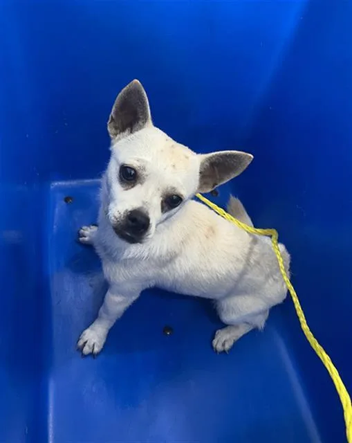 A young small-sized male Mixed Breed dog named Billy for adoption in Dallas, TX