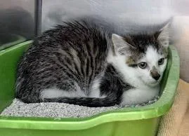 A baby small-sized female Domestic Short Hair cat named Lilo for adoption in Fishers, IN
