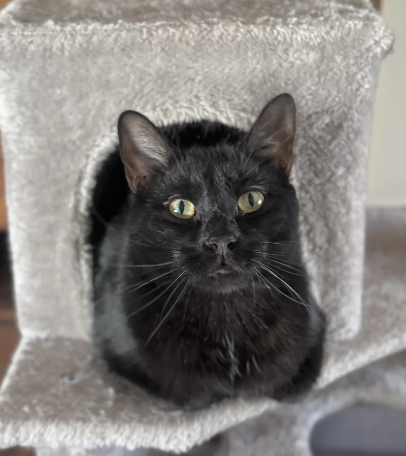 An adult large-sized male Black Domestic Short Hair cat named Ash for adoption in Goshen, IN