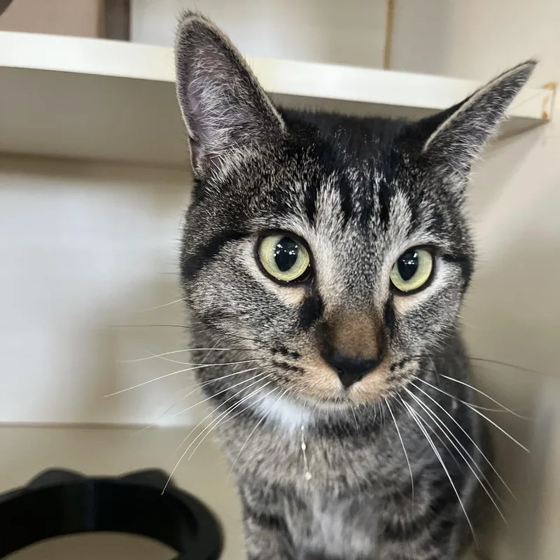 A young small-sized female Domestic Short Hair cat named Lady Bug for adoption in Idaho Falls, ID
