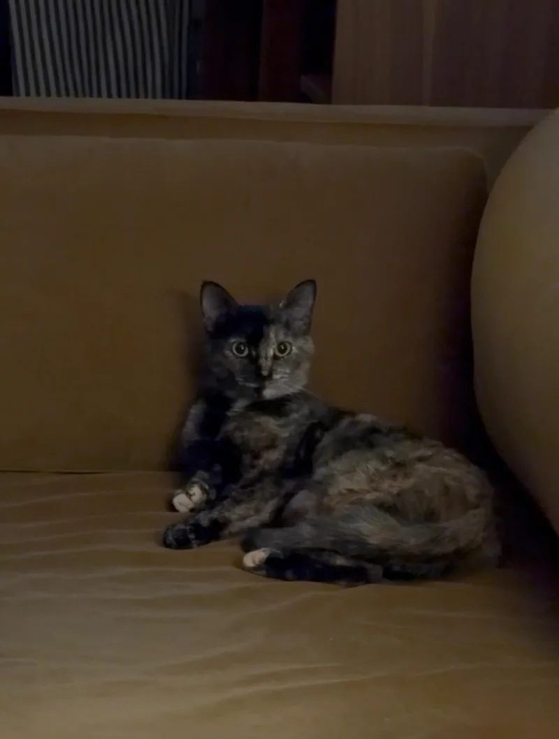 Nomi