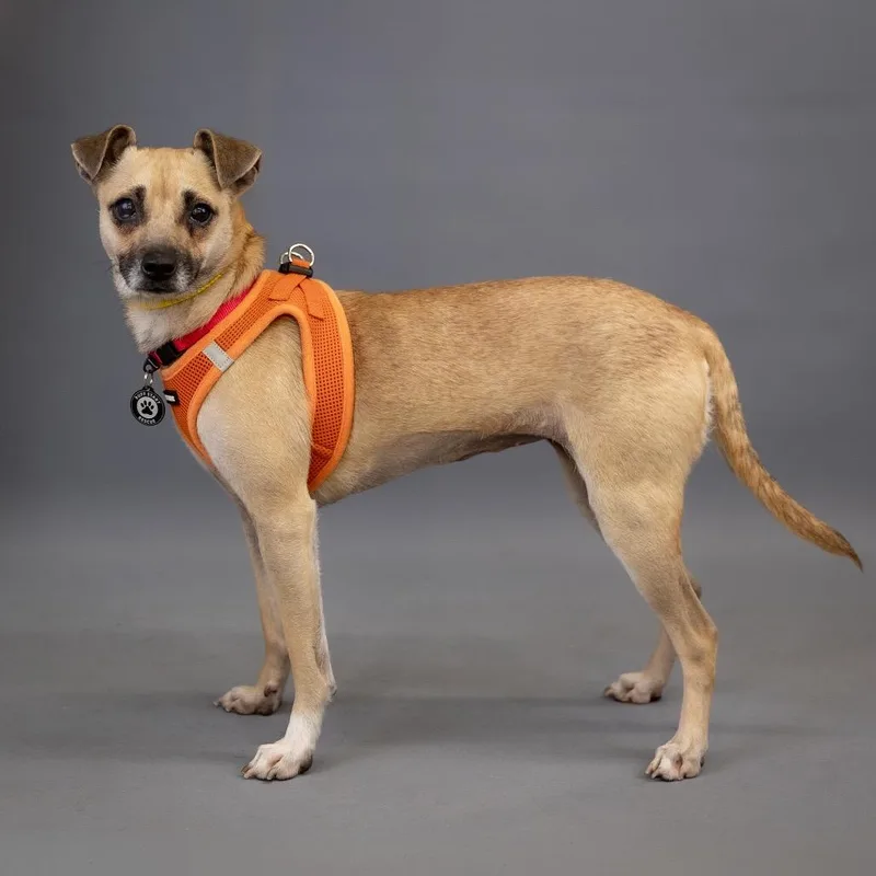 Cookie D thumbnail 5