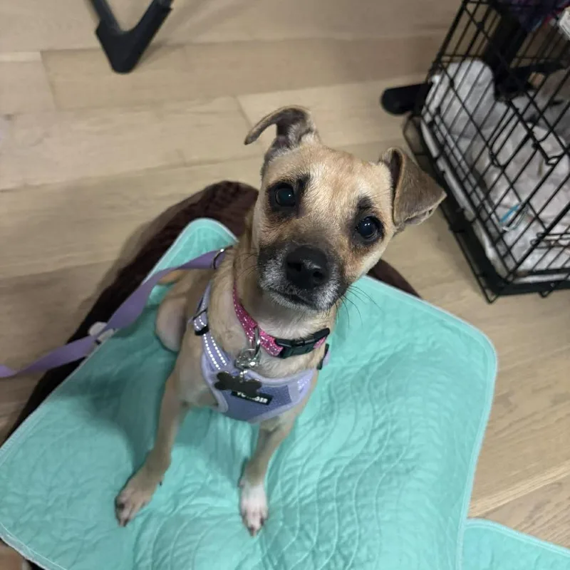 Cookie D thumbnail 6