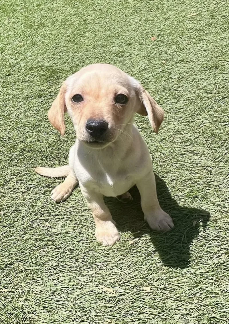 A baby small-sized male Mixed Breed dog named King Henry Iv for adoption in El Cajon, CA
