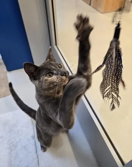 A young small-sized female Domestic Short Hair cat named Brin for adoption in Seattle, WA