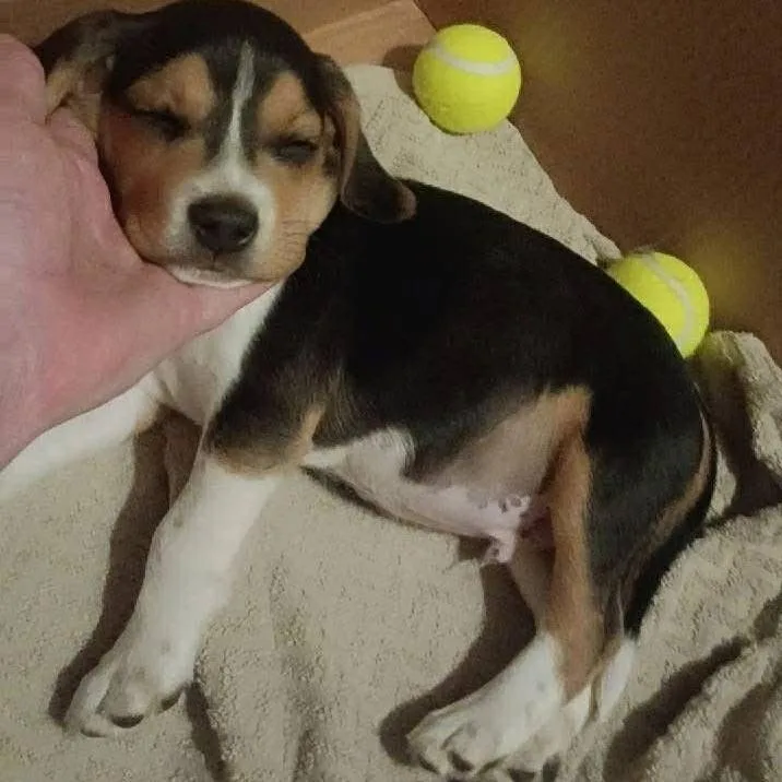 A baby small-sized male Black Beagle dog named Potato for adoption in Fairfax Station, VA