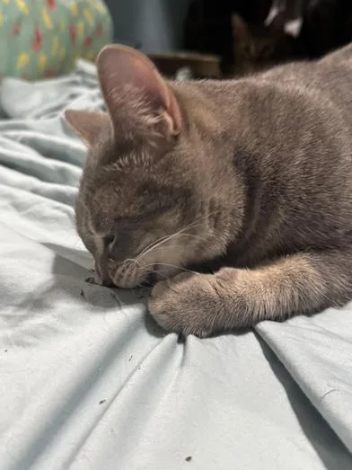 A young medium-sized female Tabby (Gray / Blue / Silver) Tabby cat named Amelia for adoption in Liverpool, TX