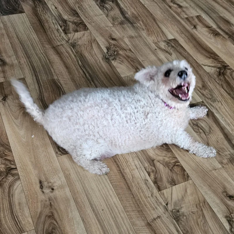 Lamb Chop