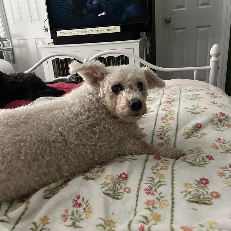 Lamb Chop thumbnail 2