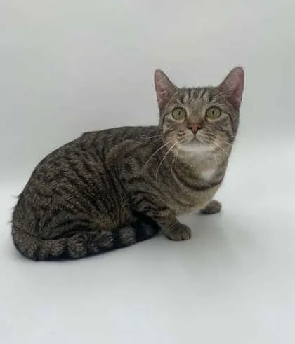 An adult medium-sized male Domestic Short Hair cat named Weston for adoption in Bowling Green, KY