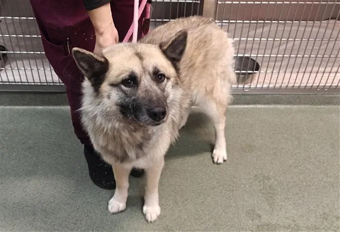 An adult large-sized female Mixed Breed dog named Zia for adoption in Santa Fe, NM