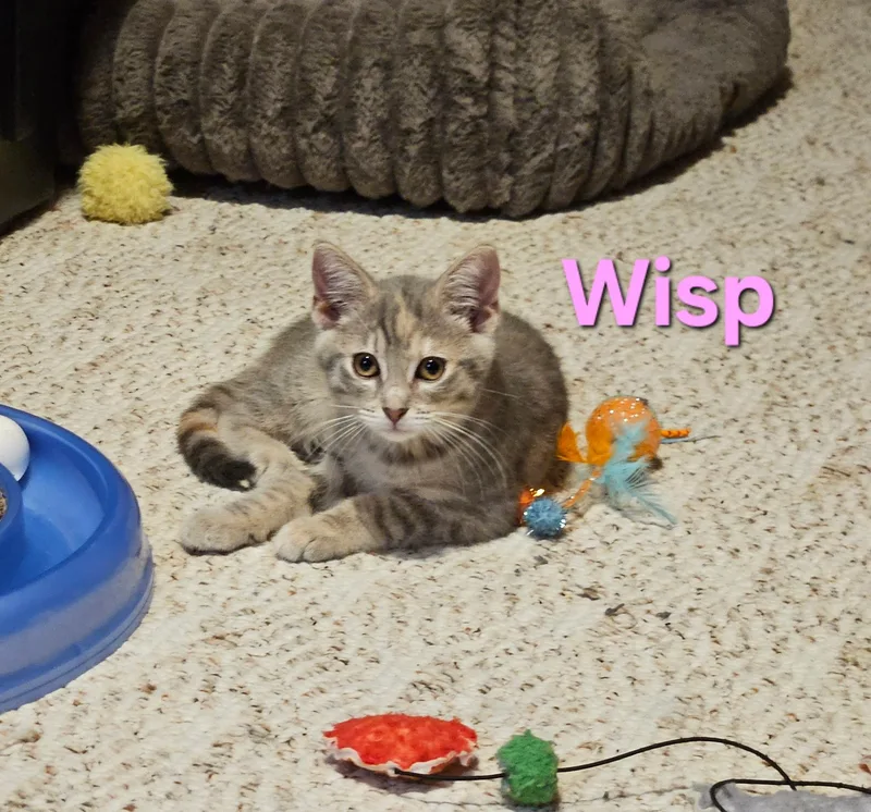 A baby small-sized female Dilute Tortoiseshell Domestic Short Hair cat named Wisp for adoption in Hartville, OH