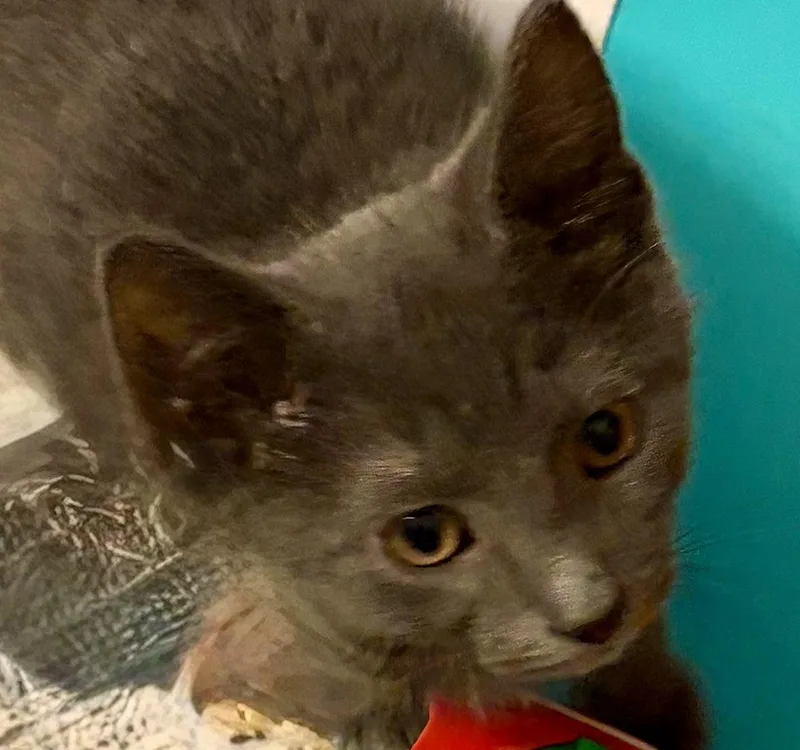 A baby medium-sized male Gray / Blue / Silver Domestic Short Hair cat named Mortar for adoption in Houghton Lake, MI