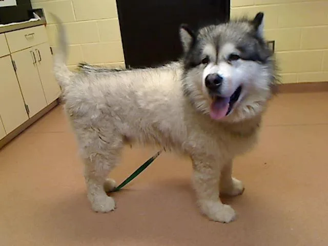 An adult large-sized male Alaskan Malamute dog named Ruger for adoption in Cookeville, TN