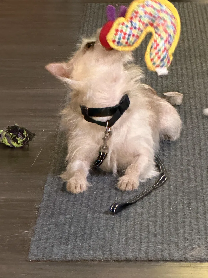 An adult small-sized female Terrier dog named Darcy for adoption in Long Beach, WA