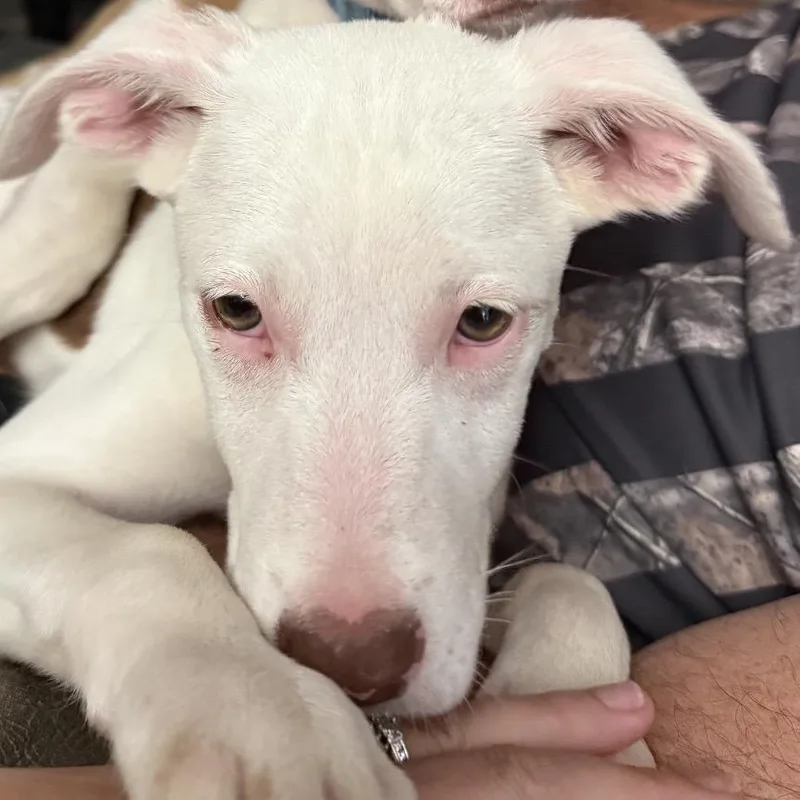 A young medium-sized female Yellow / Tan / Blond / Fawn Mixed Breed dog named Maple for adoption in Red House, WV