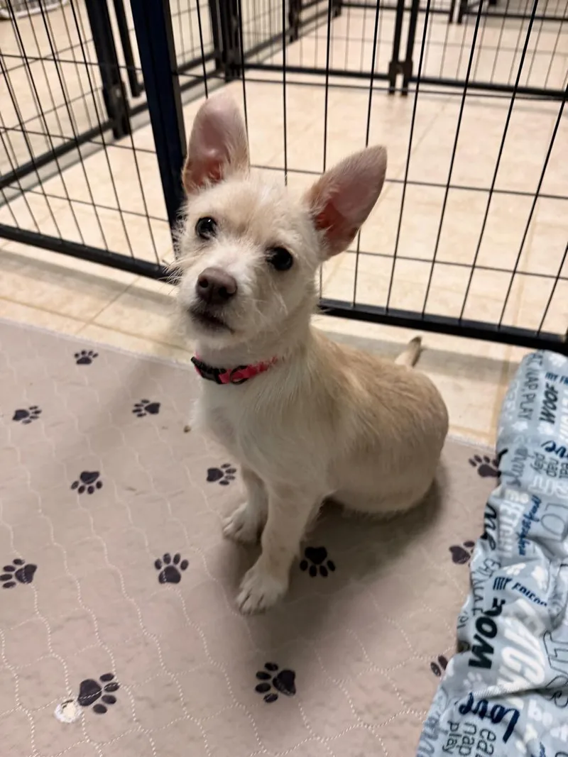 Cinderella thumbnail 2