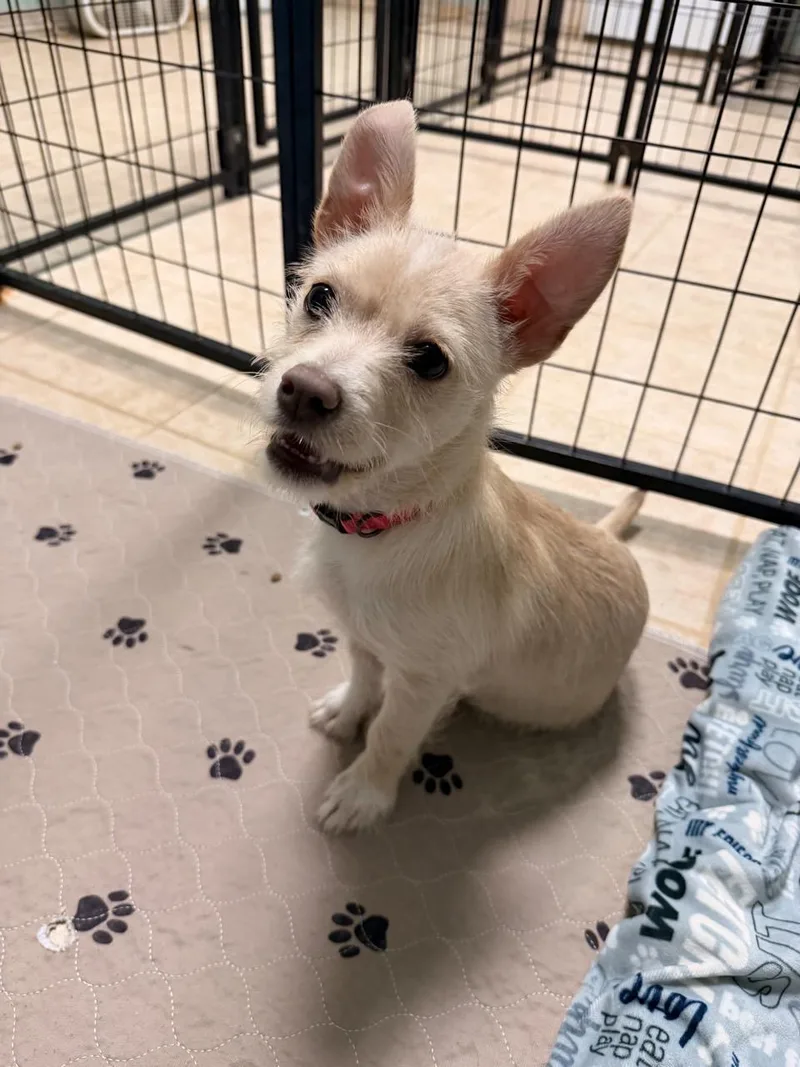 Cinderella thumbnail 3