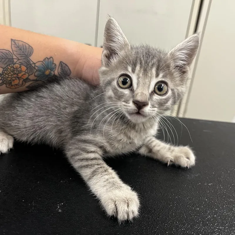 A baby small-sized male Gray / Blue / Silver Domestic Short Hair cat named Mayor for adoption in Upland, CA