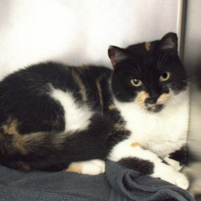 An adult large-sized female Orange / Red Domestic Short Hair cat named Persia for adoption in Lakeland, FL