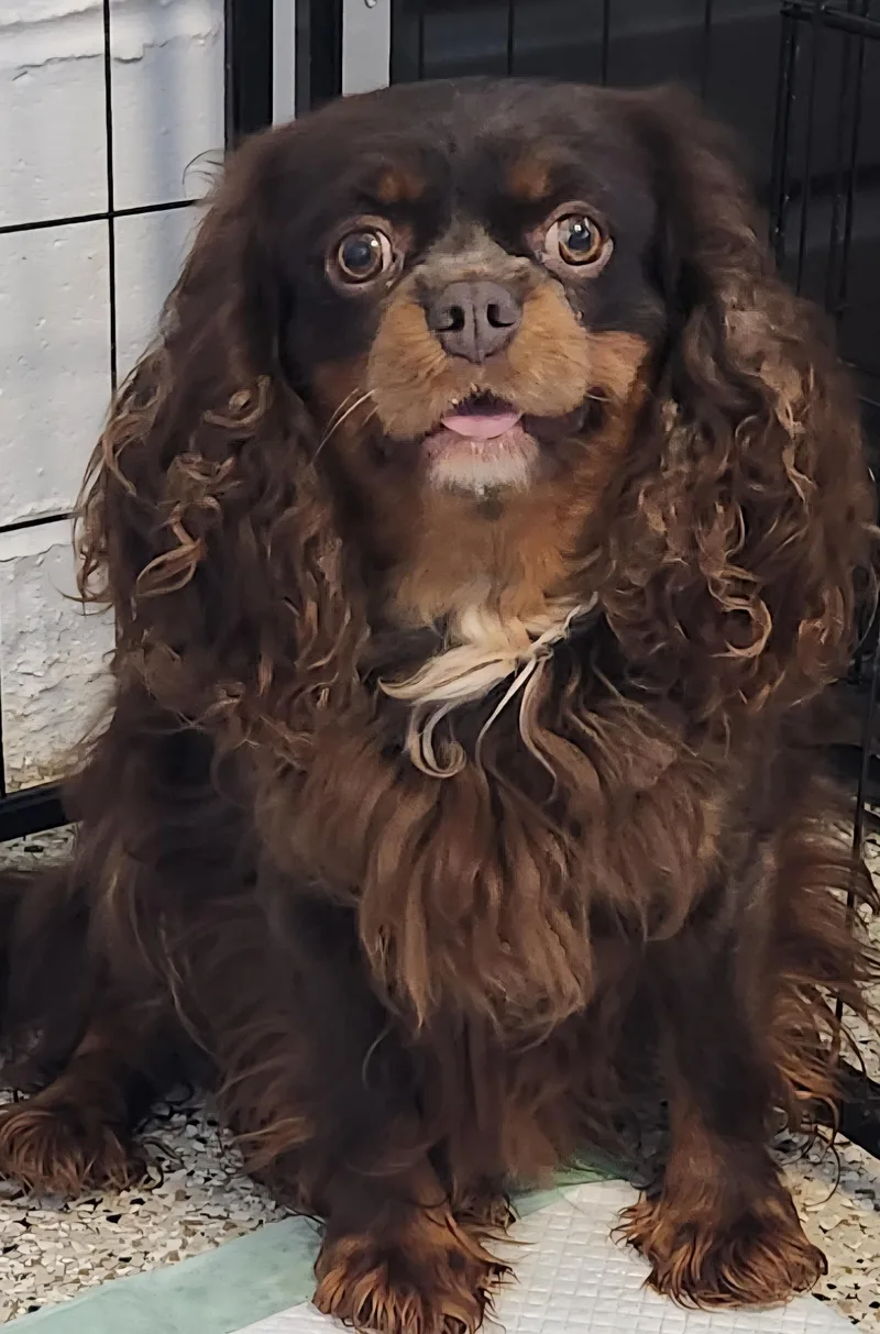 An adult small-sized female Brown / Chocolate Cavalier King Charles Spaniel dog named Elle for adoption in Smithfield, PA