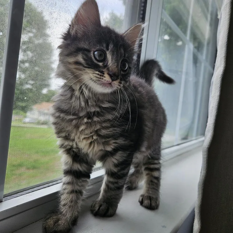 A baby small-sized male Gray / Blue / Silver Domestic Short Hair cat named George for adoption in Chattanooga, TN