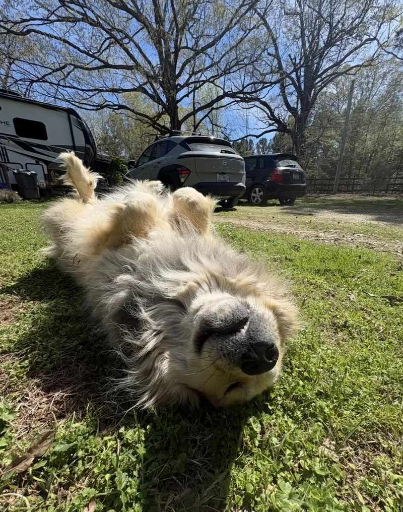 An adult extra large-sized male Apricot / Beige Great Pyrenees dog named Bolbi Years Old for adoption in Charlottesville, VA