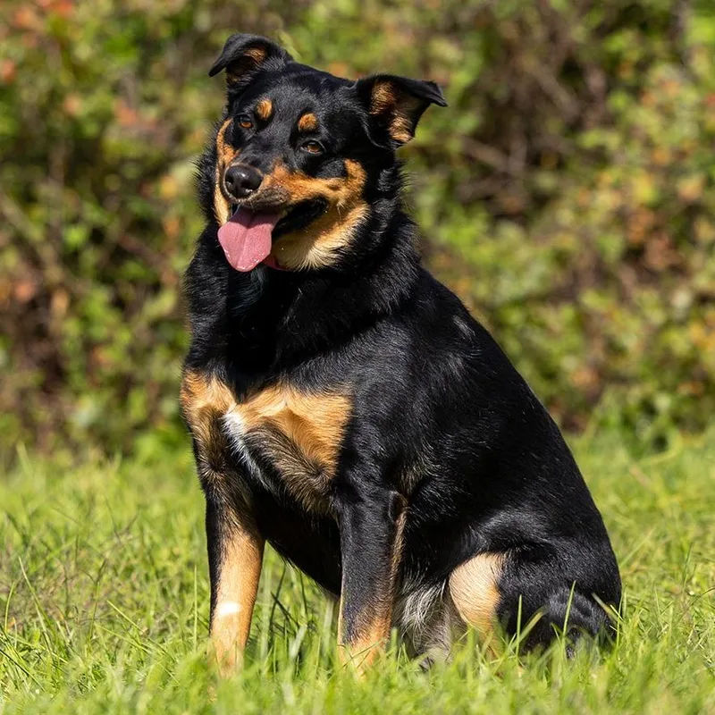 An adult medium-sized female Australian Shepherd dog named Phoenix for adoption in Council Bluffs, IA