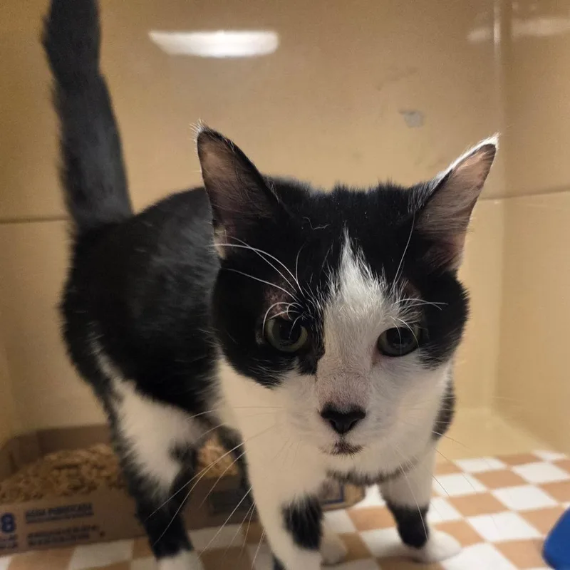An adult medium-sized female Black Domestic Short Hair cat named Spirit for adoption in Beckley, WV