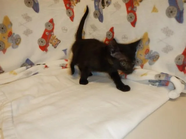 A baby small-sized male Domestic Short Hair cat named Quincy for adoption in San Jose, CA