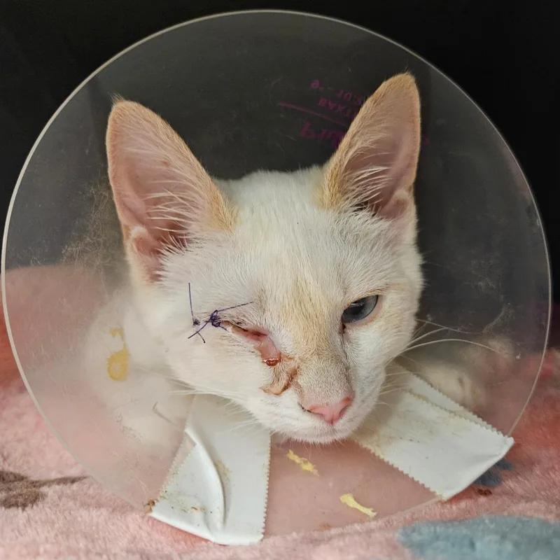 A baby small-sized female White Domestic Short Hair cat named Winter for adoption in Greenville, SC