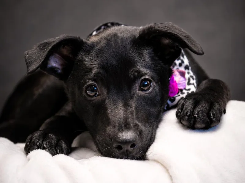 A young large-sized female Black Labrador Retriever dog named Puppiesqueenie Piney And for adoption in Cheboygan, MI