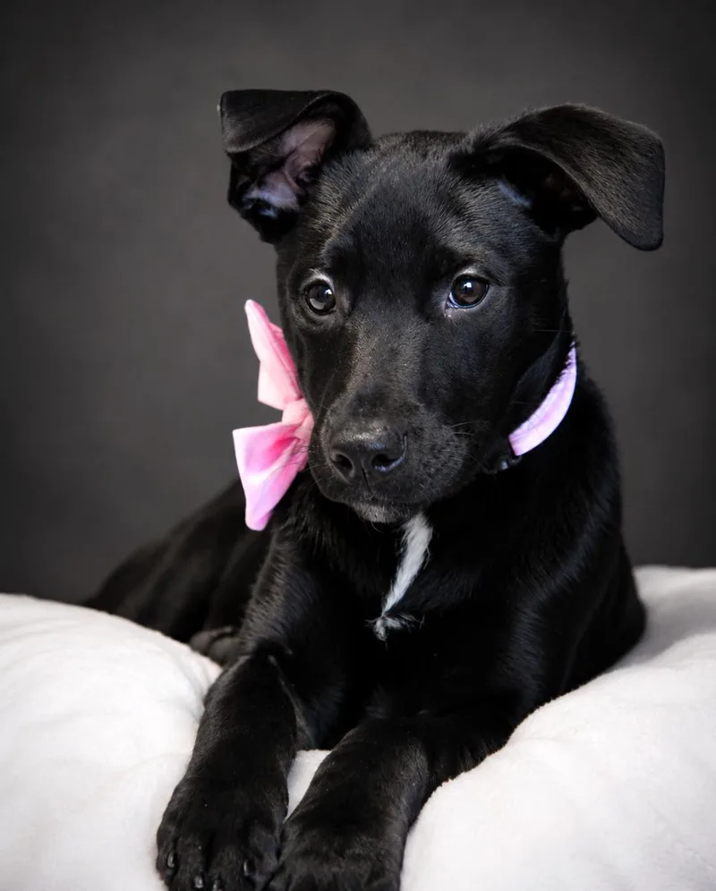Puppiesqueenie  Piney And thumbnail 2