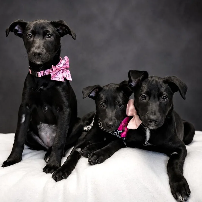 Puppiesqueenie  Piney And thumbnail 3