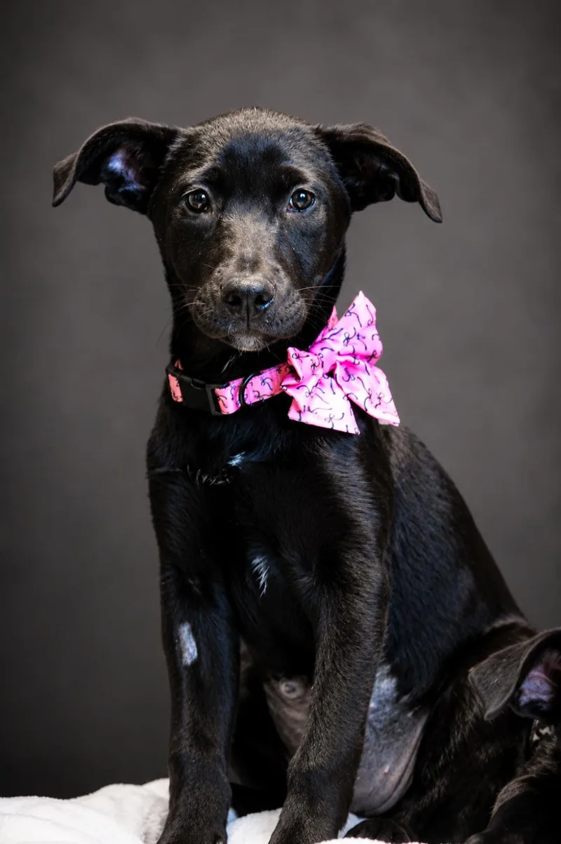 Puppiesqueenie  Piney And thumbnail 5