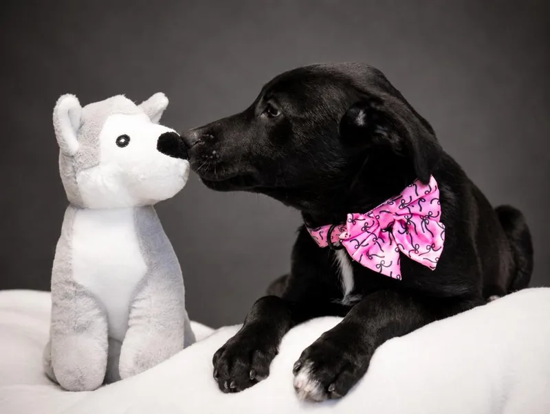 Puppiesqueenie  Piney And thumbnail 6