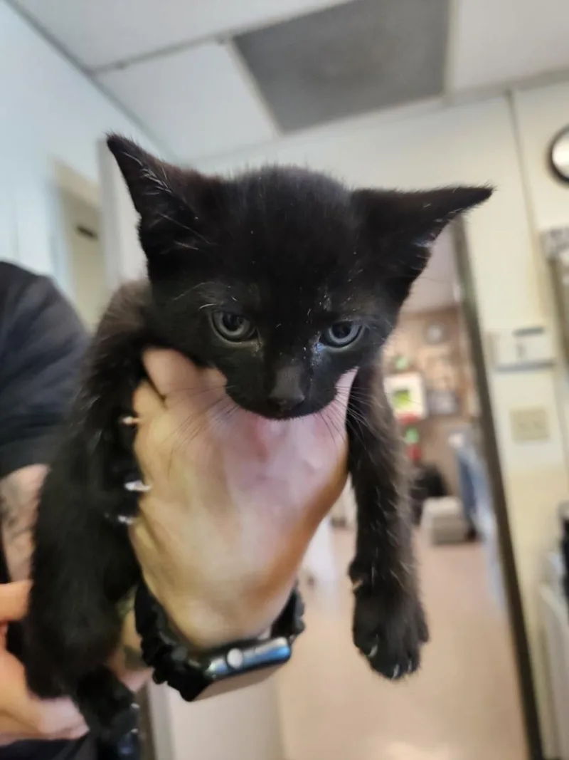 An adult small-sized male Domestic Short Hair cat named Rizo for adoption in Burbank, CA