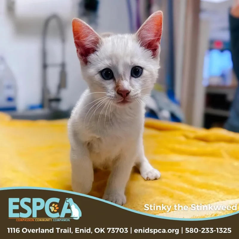 Stinky The Stinkweed