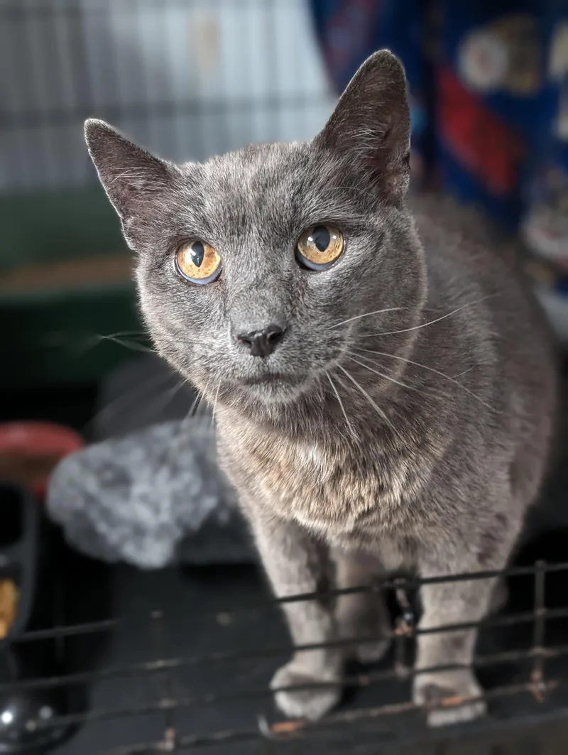 Big Gray