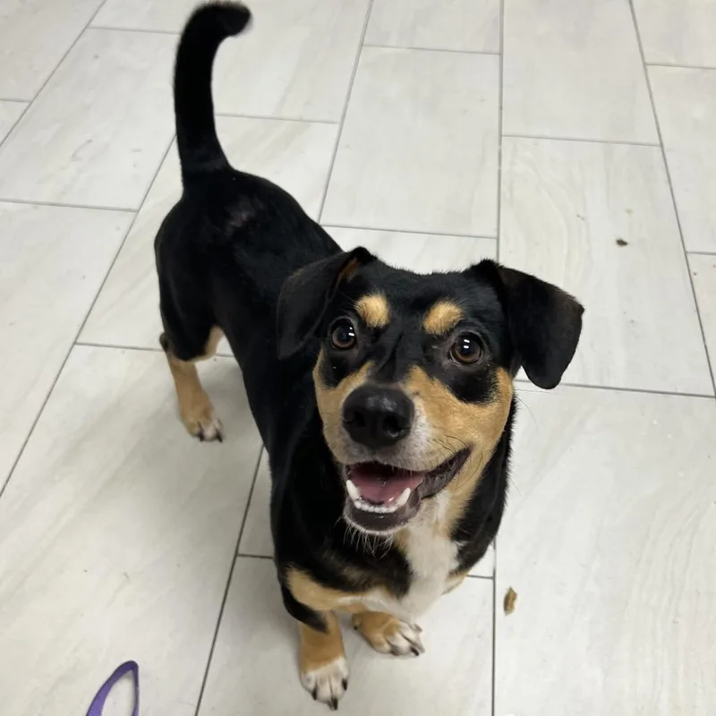 An adult medium-sized male Black Mixed Breed dog named Julius for adoption in Lufkin, TX
