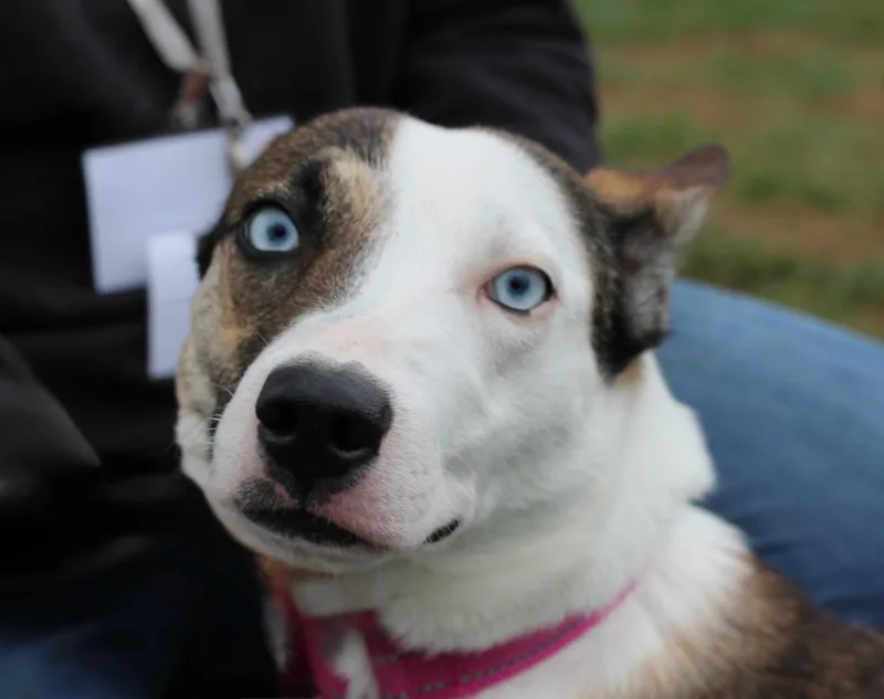 A young medium-sized female White / Cream Shepherd dog named Alana for adoption in Lebanon, TN
