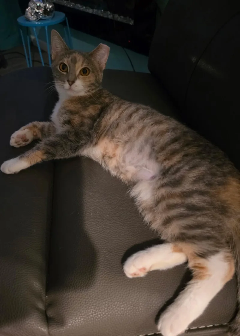 A baby medium-sized female Tortoiseshell cat named Dolly for adoption in Louisville, KY