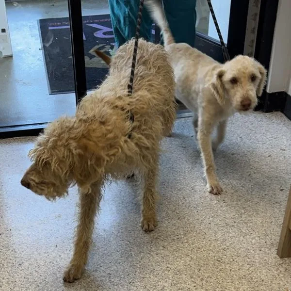 A young medium-sized male Goldendoodle dog named Wiley for adoption in Des Moines, IA