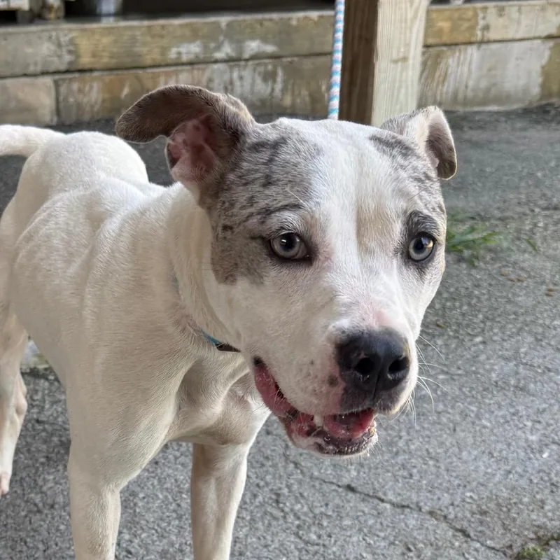 A young medium-sized female White / Cream Pit Bull Terrier dog named Misha for adoption in Jacksonville, AR