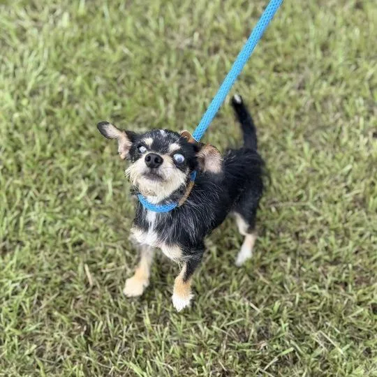 An adult small-sized male Black Chihuahua dog named The Dude for adoption in Carencro, LA