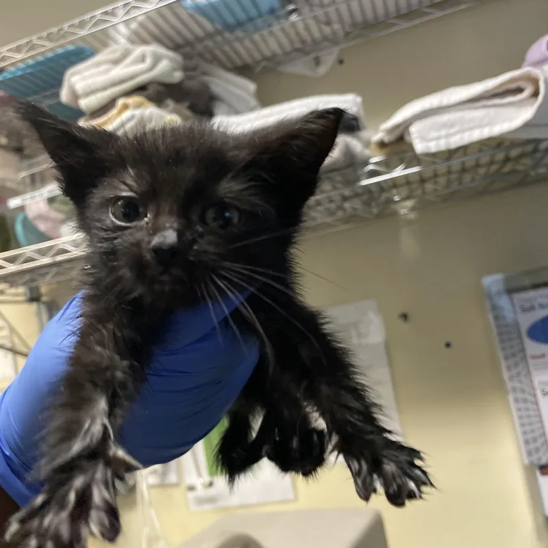 A baby small-sized female Black Domestic Medium Hair cat named Opal for adoption in Pasadena, CA