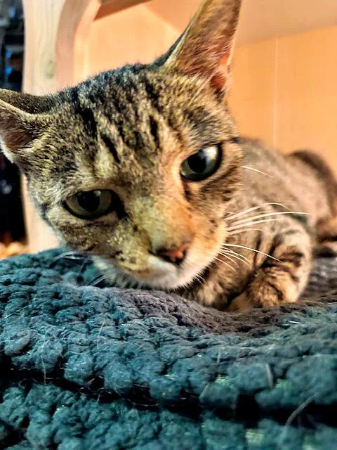 A young medium-sized female Tabby (Buff / Tan / Fawn) Domestic Short Hair cat named Susie for adoption in Pittsburgh, PA